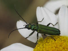 Anogcodes seladonius