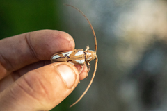 Prosopocera lactator