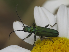 Anogcodes seladonius
