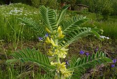 Astragalus sieversianus