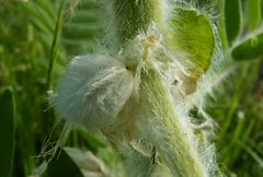 Astragalus sieversianus