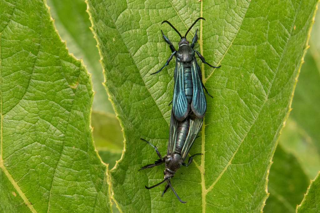 Paranthrene thalassina