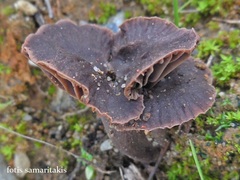 Gymnopus dysosmus