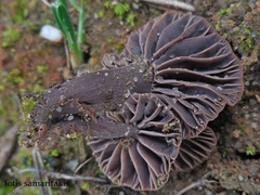 Gymnopus dysosmus