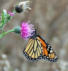 Danaus plexippus