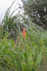 Kniphofia triangularis