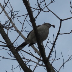 Mimus polyglottos polyglottos