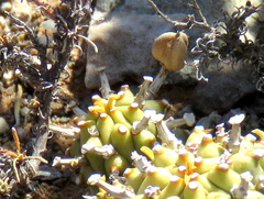Euphorbia braunsii