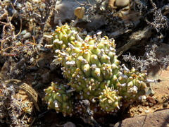 Euphorbia braunsii