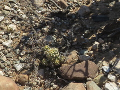 Euphorbia braunsii