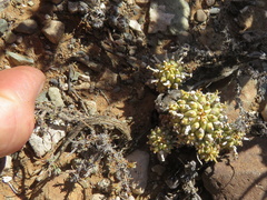Euphorbia braunsii