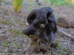 Helvella juniperi