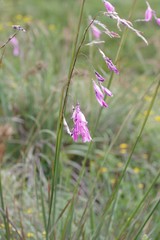 Dierama pulcherrimum