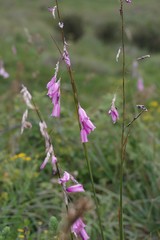 Dierama pulcherrimum