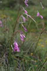 Dierama pulcherrimum