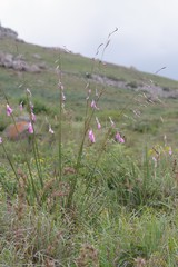 Dierama pulcherrimum