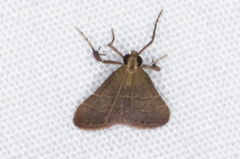 Arta epicoenalis