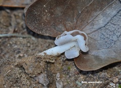 Helvella levis