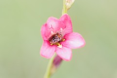 Tritonia disticha