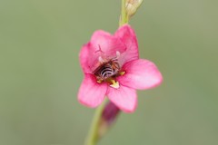 Tritonia disticha