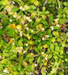 Draba praecox