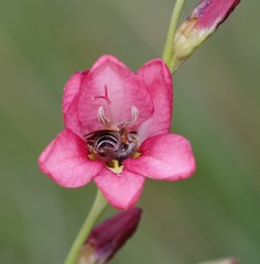 Tritonia disticha