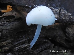 Hemimycena cucullata