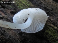 Hemimycena cucullata