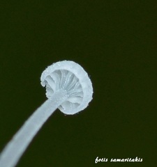 Hemimycena mauretanica