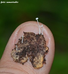 Hemimycena mauretanica