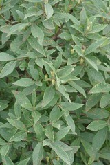 Bowkeria verticillata