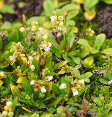 Draba praecox
