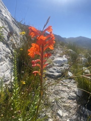 Watsonia tabularis