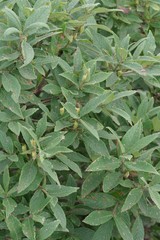 Bowkeria verticillata