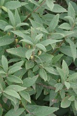 Bowkeria verticillata