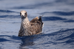 Stercorarius antarcticus