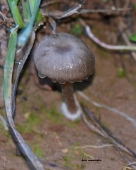 Hydropus paradoxus