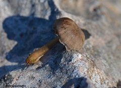 Hydropus paradoxus