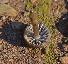 Hydropus paradoxus
