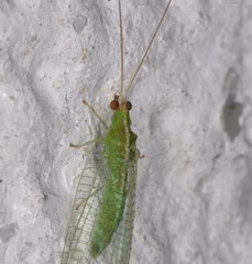 Chrysopodes collaris
