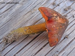 Hygrocybe conicoides
