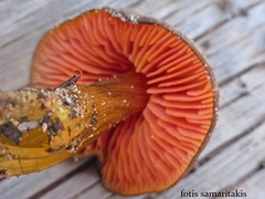 Hygrocybe conicoides