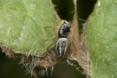 Heliophanus equester