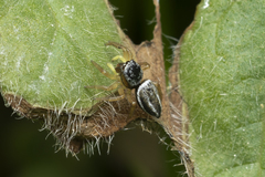 Heliophanus equester