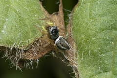 Heliophanus equester