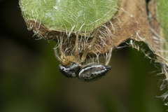 Heliophanus equester