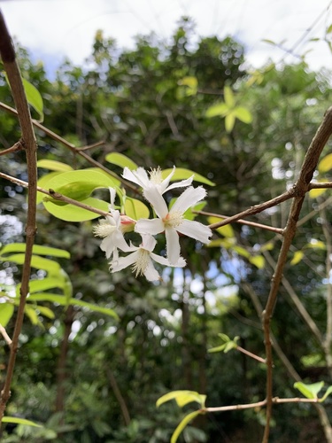 Cratoxylum sumatranum observed 2021-02-06