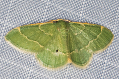 Chlorochlamys phyllinaria