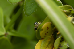 Heliophanus equester