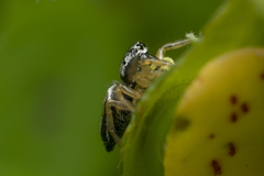 Heliophanus equester